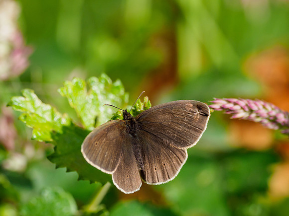 Ringlet (Aphantopus hyperantus)