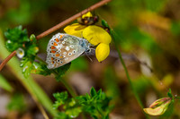 Common Blue Butterfly (Polyommatus icarus)