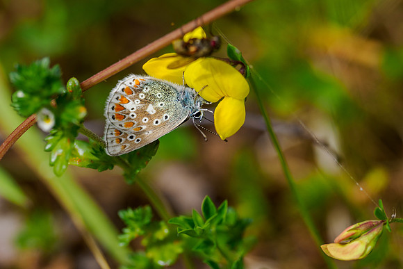 Common Blue Butterfly (Polyommatus icarus)