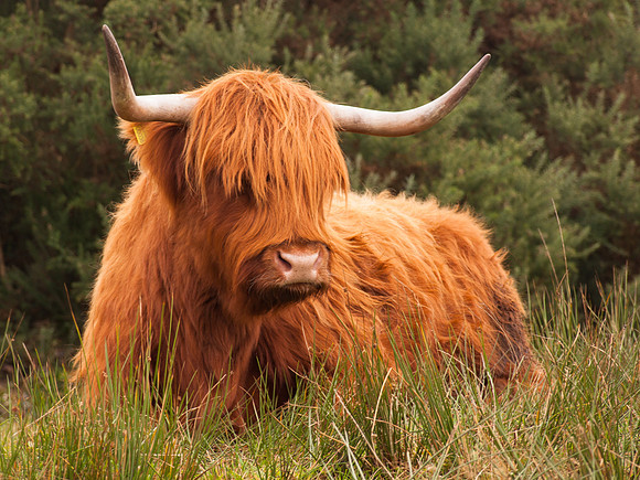 2010-11 Highland Cow