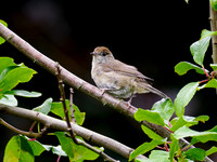 Male Blackcap