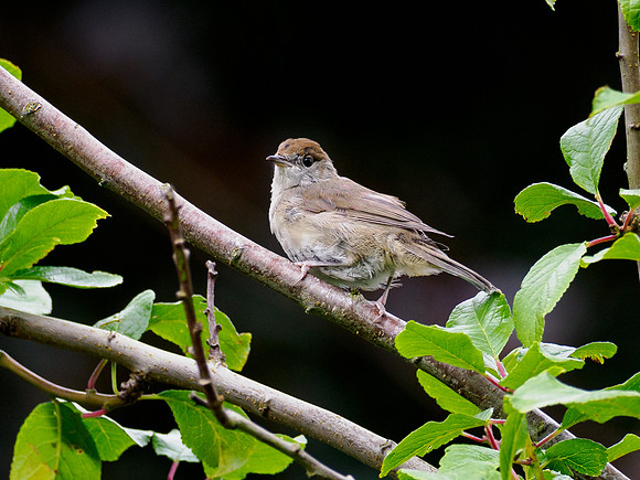 Male Blackcap