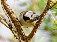 Crested Tit