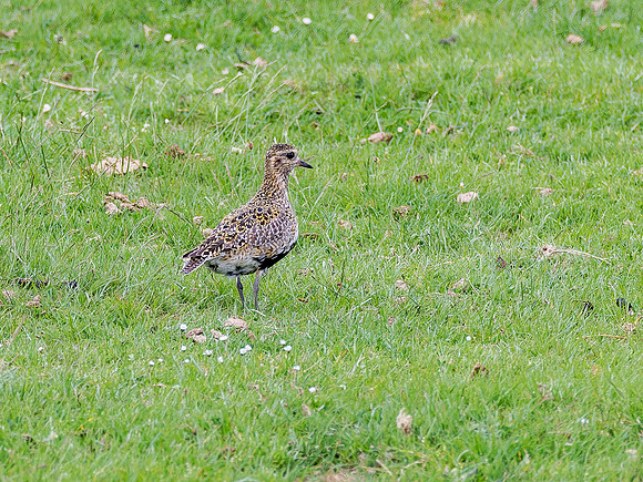 Golden Plover