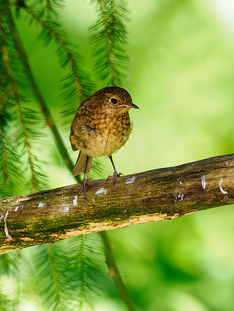 Juvenile Robin (Erithacus Rubecula)