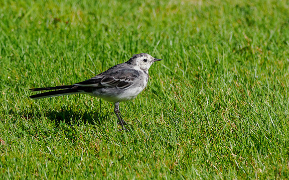 20220820-Glen Coiltie-OM011500