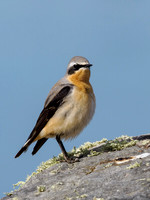 Wheatear (Oenanthe oenanthe)
