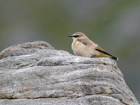 Juvenile Wheatear (Oenanthe oenanthe)