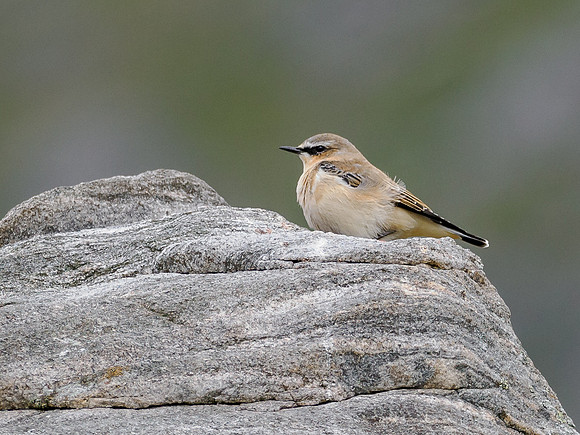 Juvenile Wheatear (Oenanthe oenanthe)