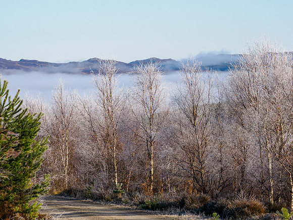 Frosty Trees and Mist