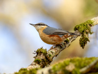 Nuthatch
