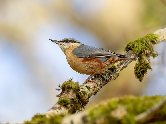 Nuthatch