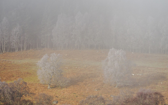 Frosty Trees and Mist