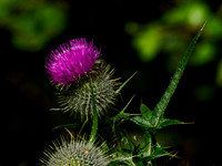 Spikey