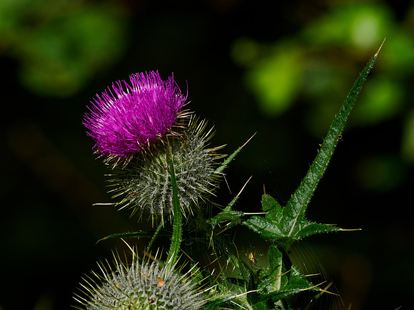 Spikey