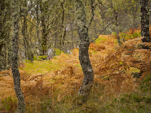 Woodland Walk