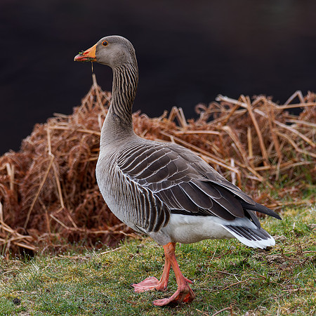 Greylag Goose