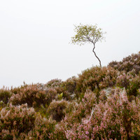 Fogginess