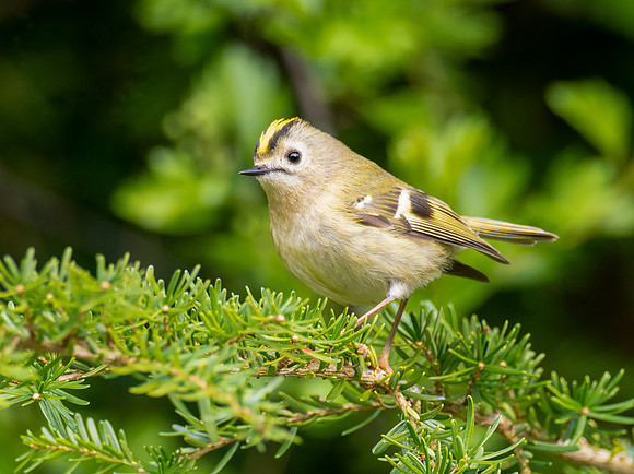 Goldcrest (Regulus regulus)