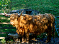 Highland Cow