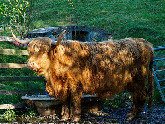 Highland Cow