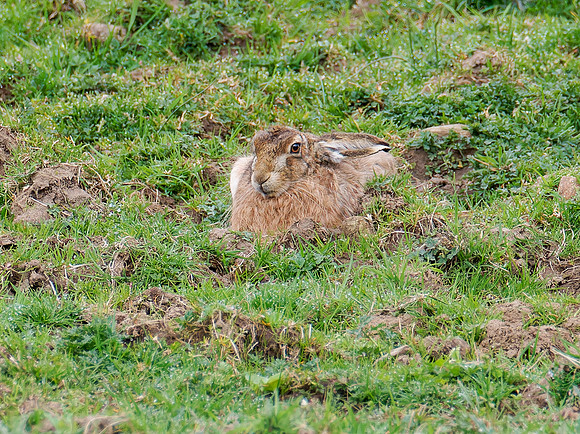 A Good Hare Day