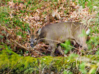 Roebuck