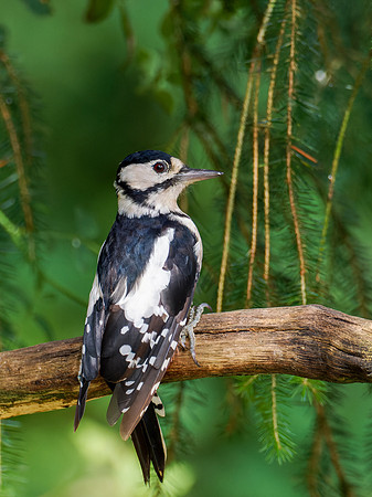 Female Great Spotted Woodpecker