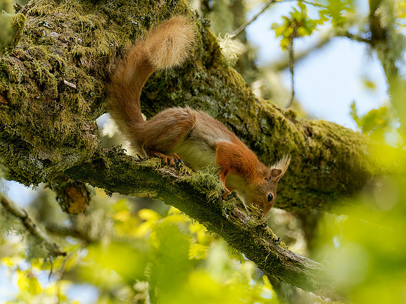 Red Squirrel