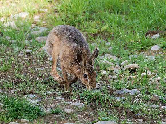 Brown Hare