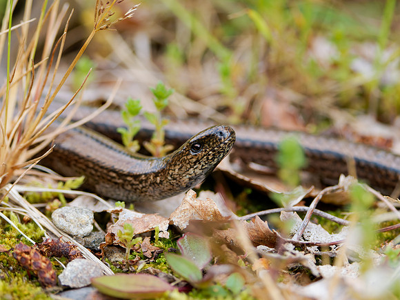 Female Slow Worm (Anguis fragilis)