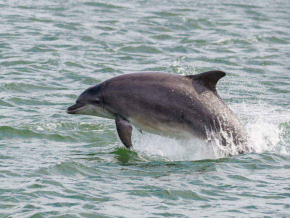 Bottlenose Dolphin (Tursiops truncatus)