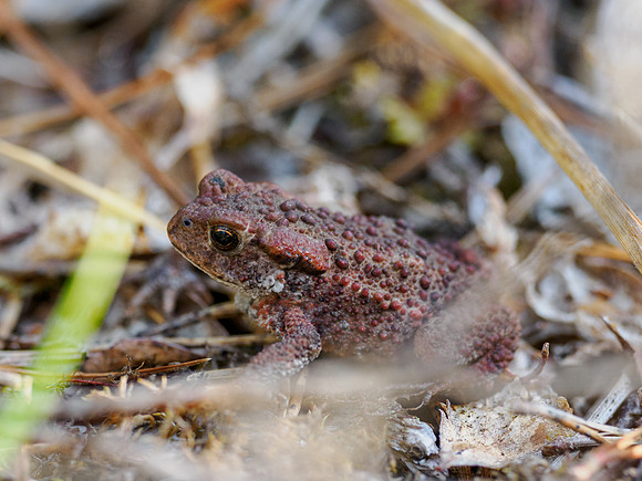 Toadlet
