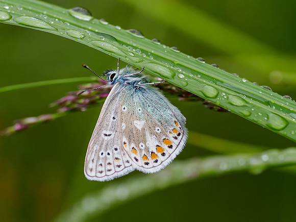 Common Blue (Polyommatus icarus)