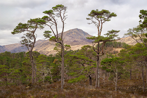 River Affric Walk