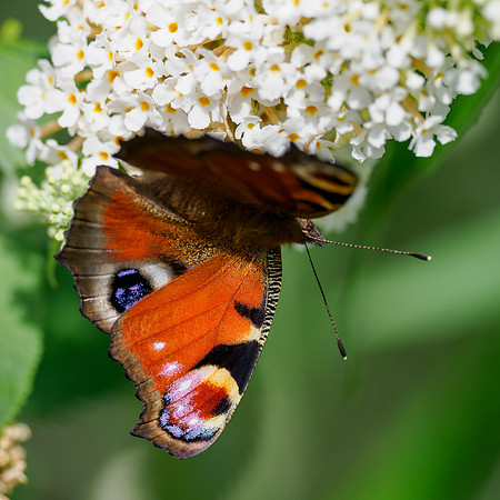 Peacock Butterfly (Aglais io)