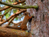 Red Squirrel