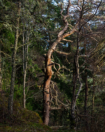 Tree Light
