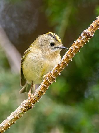 Goldcrest (Regulus regulus)