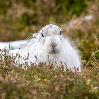 Mountain Hare