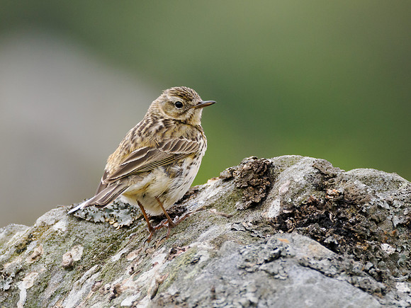 Meadow Pipit Rock