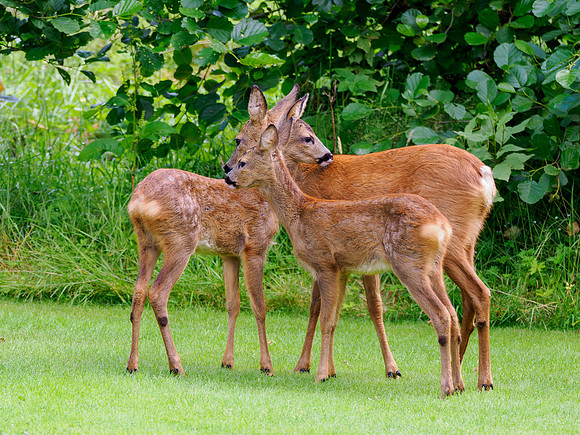 Trainee Gardeners