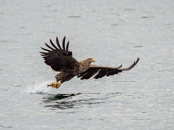 2022-04 White-tailed Eagle (Haliaeetus albicilla)