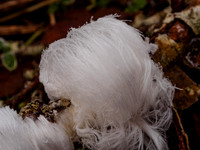 Ice Flower 1