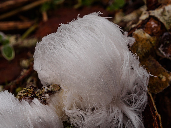 Ice Flower 1