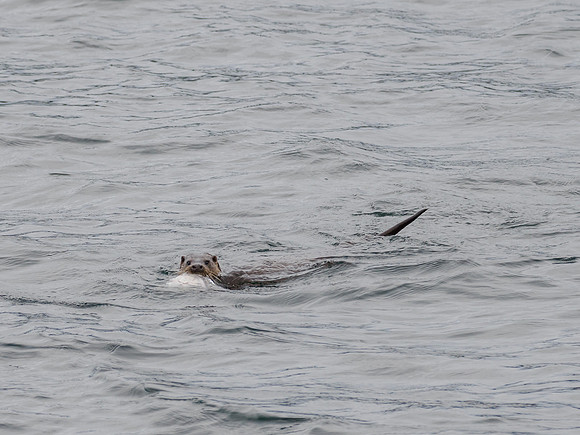 Otter With Catch