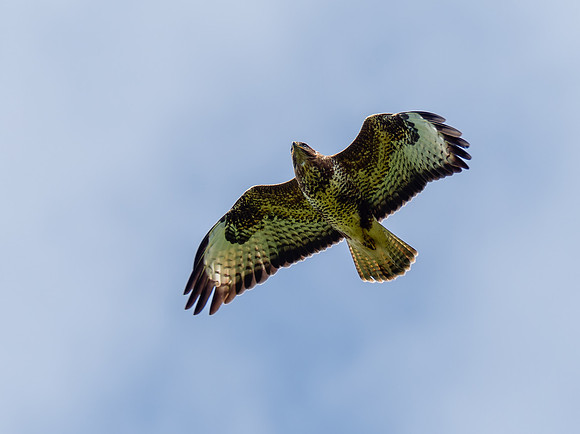 Common Buzzard (Buteo buteo)