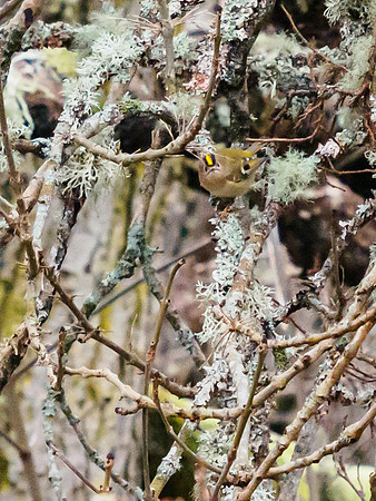 Gold Crest