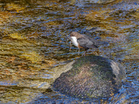 Nethy Dipper
