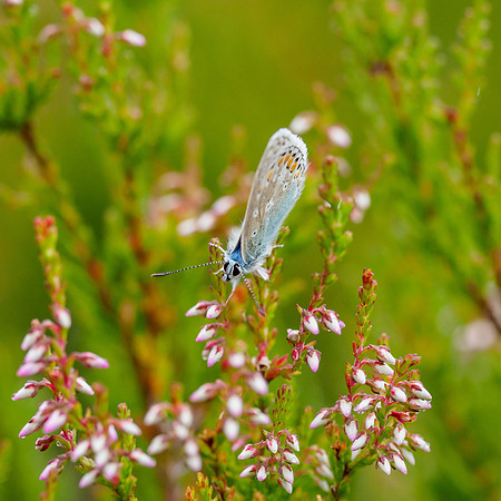 Common Blue (Polyommatus icarus)